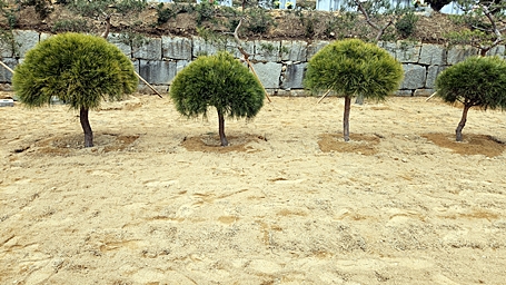 수목장평장납골묘분양묘지이장개장화장매장 PC 이미지 2782398